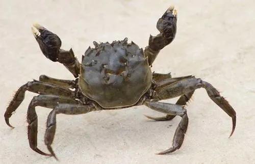 一只螃蟹有几条腿正确答案螃蟹不能和什么一齐吃（一只螃蟹有几条腿正确答案一）