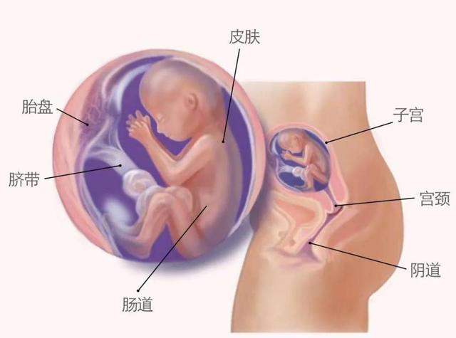 0天怀孕40天怀孕b超孕囊图片