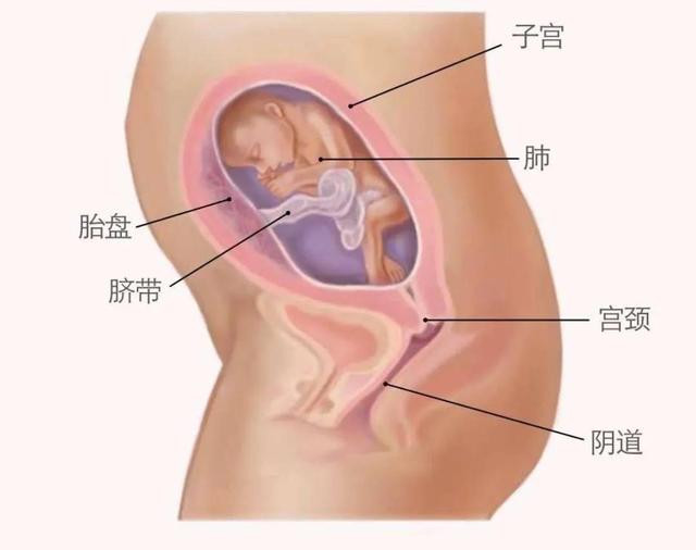 0天怀孕40天怀孕b超孕囊图片