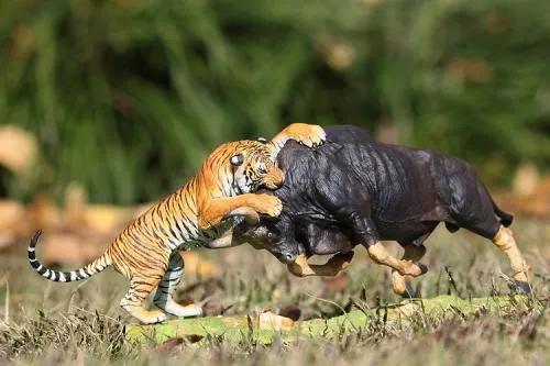 十大最强的老虎排名 陆地动物（十大最强的老虎排名 猫科动物）
