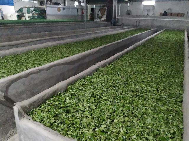 茶叶大盗偷取中国茶叶种植和加工技术，然后复制到印度