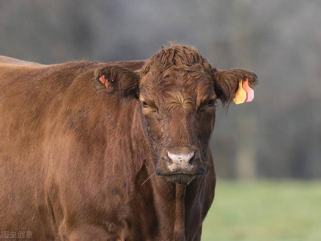 肉牛养殖项目可行性报告 ppt，肉牛养殖项目可行性报告？