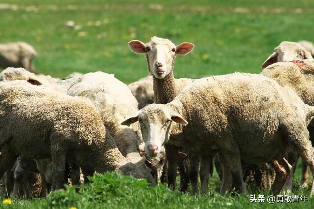 养羊赚钱吗养羊一年能挣多少钱，养羊赚钱吗养羊一年能挣多少钱啊？